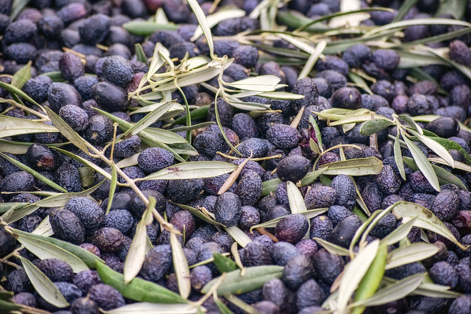 Spanish olives, ready to make oil.