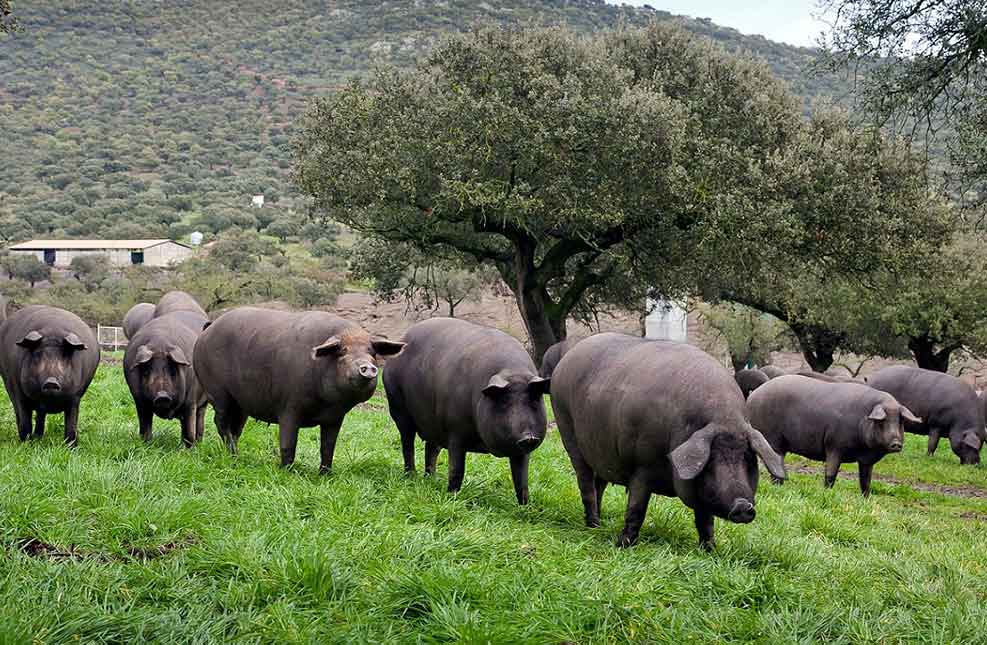 Iberian pigs on a Spanish farm.
