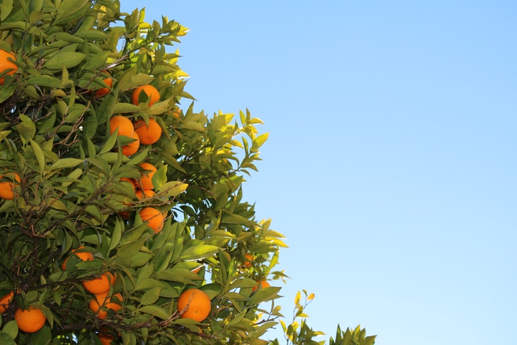 Seville oranges on the tree
