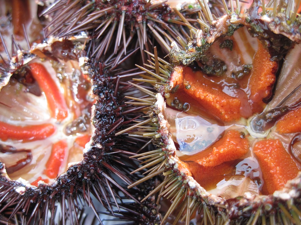 sea urchins in Cagliari, Sardinia