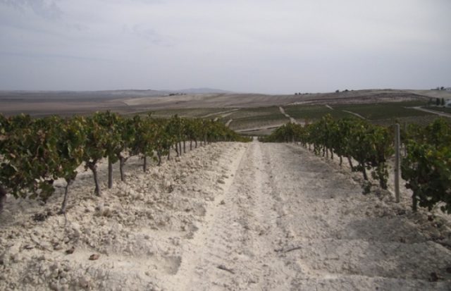 albariza soils in Jerez
