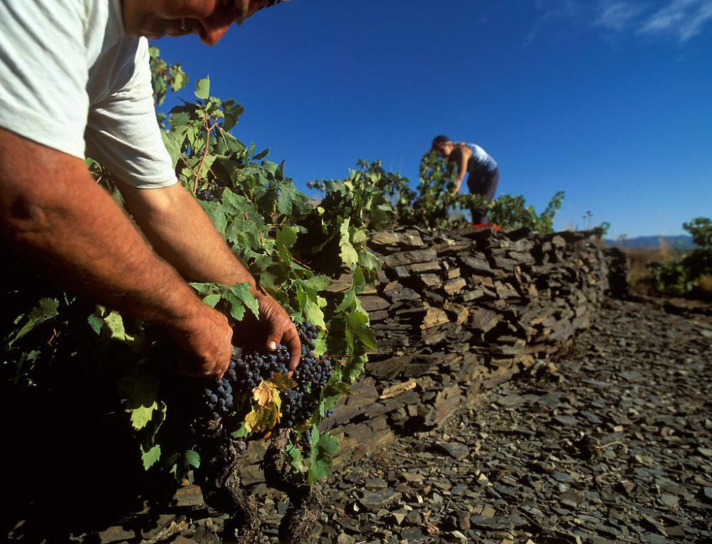 vineyard in Priorat