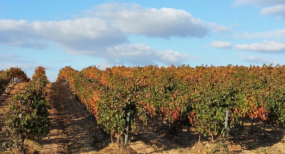 vineyards in Rioja