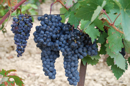 tempranillo grapes on the vine