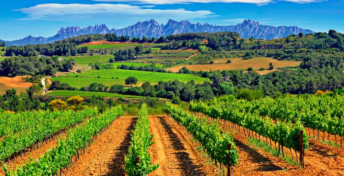 penedes wine region