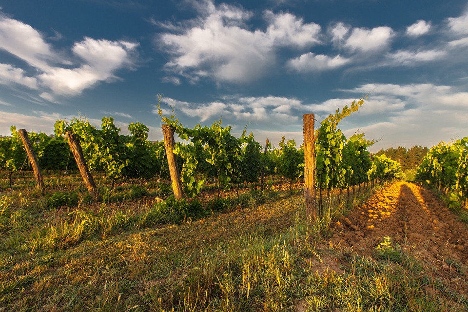a vineyard in Catalonia
